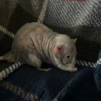 Thumbnail photo of Pinky #3