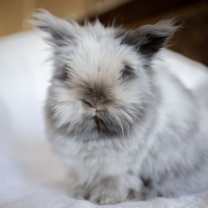 Thumbnail photo of Coby #2