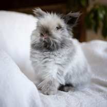 Thumbnail photo of Coby #1