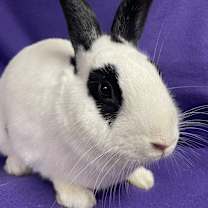 Thumbnail photo of Kenneth #2