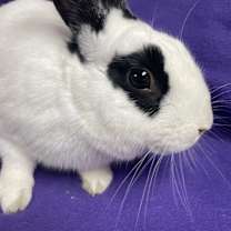 Thumbnail photo of Kenneth #3