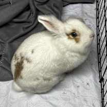 Thumbnail photo of Athena #3