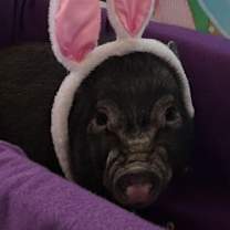 Thumbnail photo of Wilbur #1