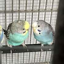 Thumbnail photo of Parakeets! 8 young babies avai #1