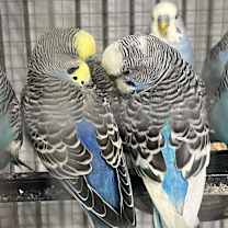 Thumbnail photo of Parakeets! 8 young babies avai #2