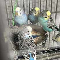 Thumbnail photo of Parakeets! 8 young babies avai #3
