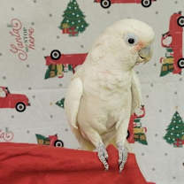 Thumbnail photo of Charlie #1