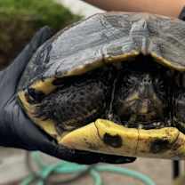 Thumbnail photo of Splish Splash #1