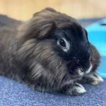 Thumbnail photo of Mother Moose #1