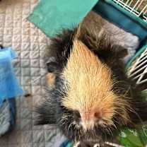 Thumbnail photo of Rusty #2