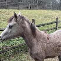 Thumbnail photo of Luna #2