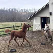 Thumbnail photo of Luna #3