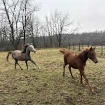 Thumbnail photo of Cleopatra & Portia #3