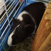 Thumbnail photo of Guineaus #1