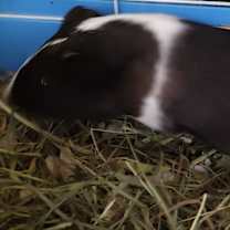 Thumbnail photo of Guineaus #2