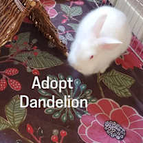Thumbnail photo of Dandelion #1