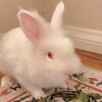Thumbnail photo of Dandelion #2