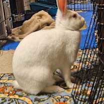 Thumbnail photo of Snowbelle #1