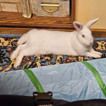 Thumbnail photo of Snowbelle #2