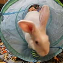 Thumbnail photo of Snowbelle #3