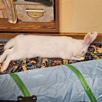 Thumbnail photo of Snowbelle #4