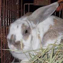 Thumbnail photo of Belleview bunnies  copy #6 #2