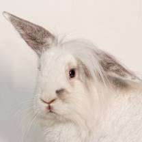 Thumbnail photo of Cyrus #1