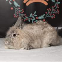 Thumbnail photo of Maisie #1