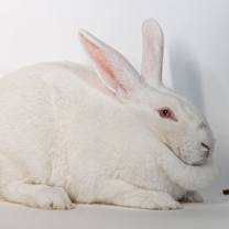 Thumbnail photo of Samoa #4