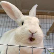 Thumbnail photo of Harriet #1