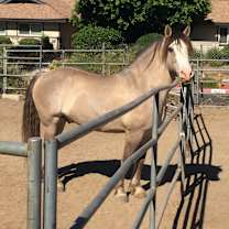 Thumbnail photo of ODIN #2