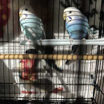 Thumbnail photo of 3 Budgies #1