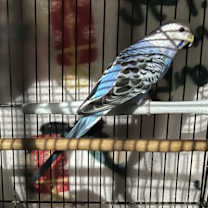 Thumbnail photo of 3 Budgies #2