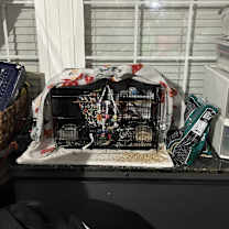 Thumbnail photo of 3 Budgies #3