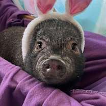 Thumbnail photo of Watson #1