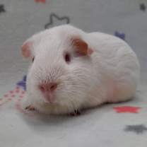 Thumbnail photo of Moon #1