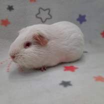 Thumbnail photo of Moon #2