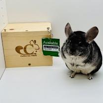 Thumbnail photo of Siva #3