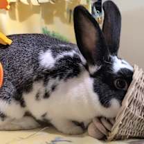 Thumbnail photo of Amelia #2