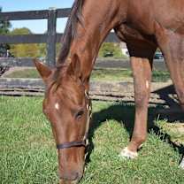 Thumbnail photo of Scarlett #3