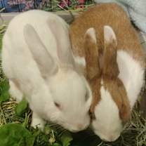 Thumbnail photo of Tumshie & Rutabaga #1