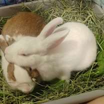 Thumbnail photo of Tumshie & Rutabaga #3