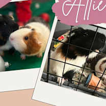 Thumbnail photo of Allie #4