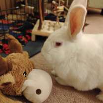 Thumbnail photo of Frenchy #3