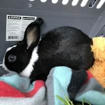 Thumbnail photo of Tokyo (& Milo) #2