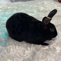 Thumbnail photo of Athelstan (Cece ) #2