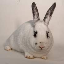 Thumbnail photo of Lady Mayor #2