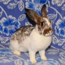 Thumbnail photo of Confetti #1