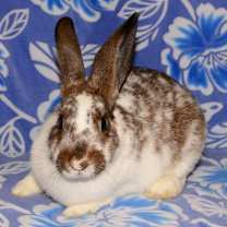 Thumbnail photo of Confetti #2