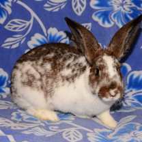 Thumbnail photo of Confetti #3